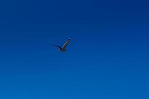 Gull flying in blue sky photo