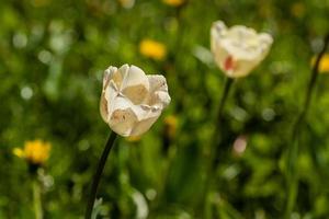 Macro of white tulips on a background of green grass photo