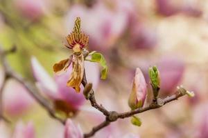 Macro blooming magnolia on a close-up branch photo