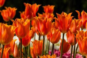 Spring field of colorful tulips photo