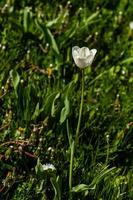 macro de tulipanes blancos sobre un fondo de hierba verde