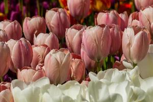 Spring field of colorful tulips photo