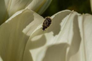 White tulips with an insect on a petal photo