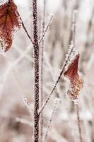 Leaves covered with hoarfrost and snow close up photo