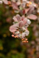 Spring bushes with leaves on which drops of rain photo