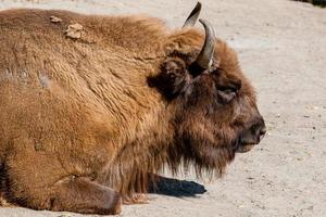 primer plano de la cabeza de búfalo foto