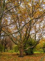 Large tree with a branch photo