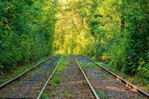 Tram and tram rails in colorful forest photo