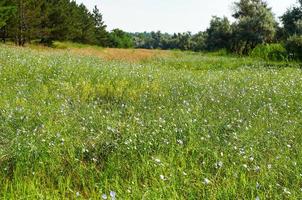 campo con flores de lino azul, estepa ucraniana foto