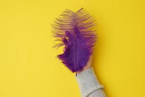 purple feather on a yellow background, top view photo