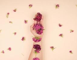 mano femenina con piel suave y capullos de un clavel turco floreciente foto