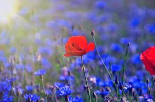 field with blue cornflowers and one red poppy photo