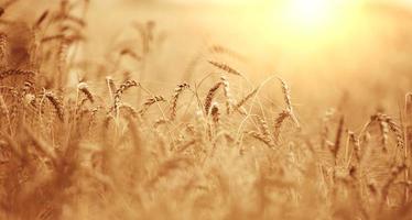 campo con cultivo de trigo maduro amarillo en un día de verano foto