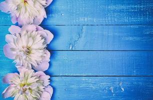 Three pink peony on a blue wooden background photo