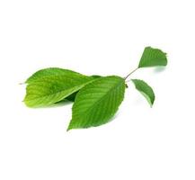 fresh green cherry leaves on white background photo