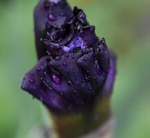 capullo sin soplar de iris azul con gotas de agua en el jardín foto