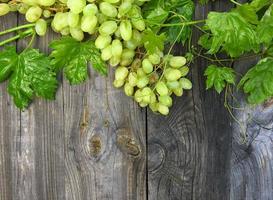 vid verde con un racimo de uvas blancas maduras foto