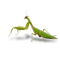 large green mantis on a white background looks at the camera photo