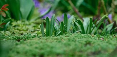 hojas verdes de flores en el jardín de primavera, enfoque selectivo, pancarta foto