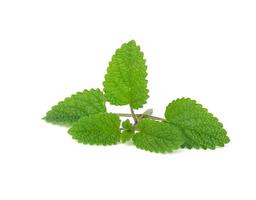 fresh sprig of mint with green leaves isolated on white background photo