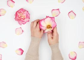 two hands of a young girl with smooth skin and pink rose petals photo