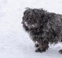 portrait of a black fluffy little dog photo