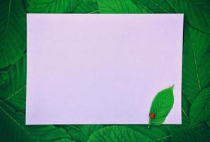 White large empty paper sheet photo