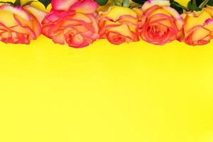 Flowering buds of yellow red roses photo