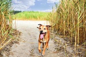 red American pit bull terrier photo