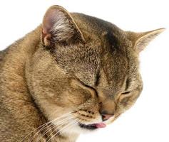 cat animal with closed eyes stuck out its tongue, funny laughing muzzle photo