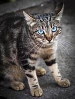 gato atigrado gris con ojos azules sentado en el asfalto foto