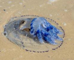 medusas muertas en la orilla del mar negro en un día de verano