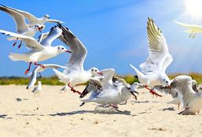 flock of sea gulls flying photo