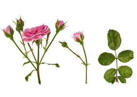 set of pink rose stem with buds and a green branch with leaves photo