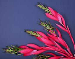 flor roja de billbergia foto