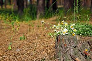 ramo de chamomiles de campo en un tocón de árbol foto