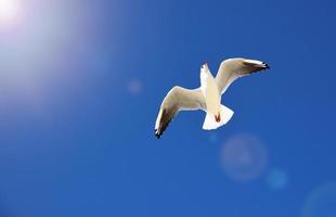 white sea gull flies in the sky photo