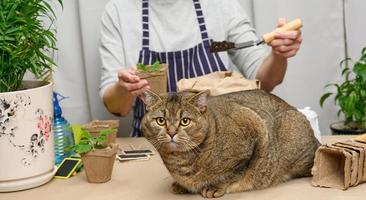 Woman is planting plants in paper plastic cups on the table, next to an adult gray cat lies. Homework growing sprouts photo