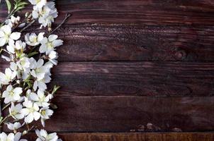 Flowering almond branch with white flowers photo