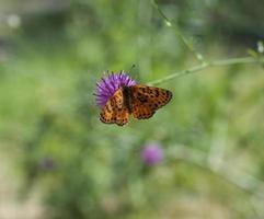 butterfly Queen of Spain fritillary photo