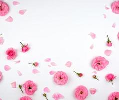 blooming buds of pink roses on a white background photo