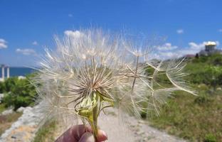 diente de león en la mano foto