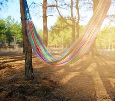 textile hammock hanging between two pines in the forest photo