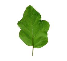 fresh green leaf eggplant isolated on a white background photo