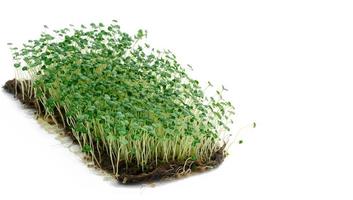 chia sprouts with green leaves on white background, microgreen. Additive to salads and drinks, detox photo