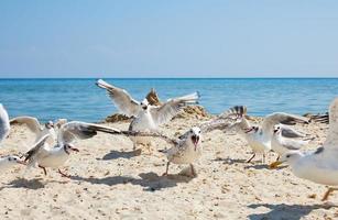 flock of seagulls on the beach on a summer sunny day photo