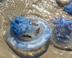 dead jellyfish Rhizostomeae thrown on the shore photo