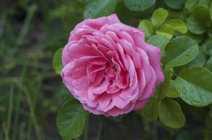 full-blown bud pink roses photo