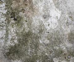 fragment of gray cement wall with dark green moss photo