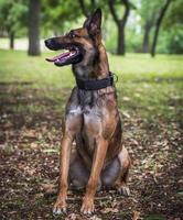 Belgian Shepherd Malinois with open mouth sitting on the green grass photo